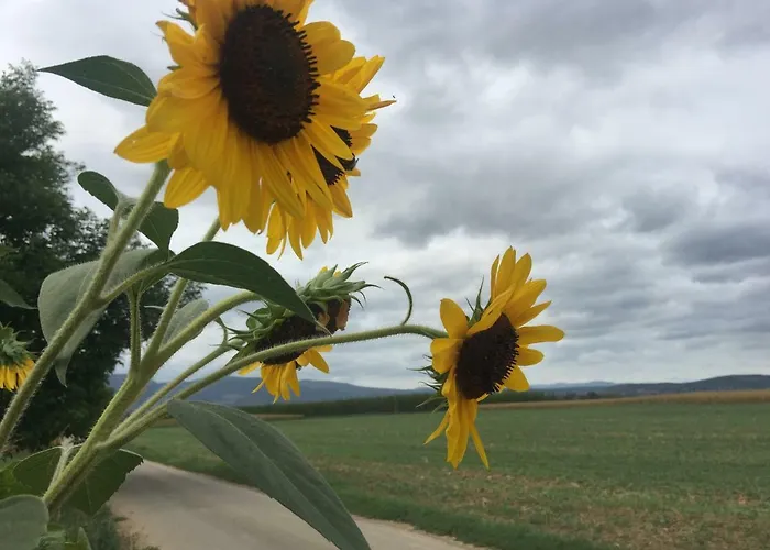 Marlibelle Dom wakacyjny *